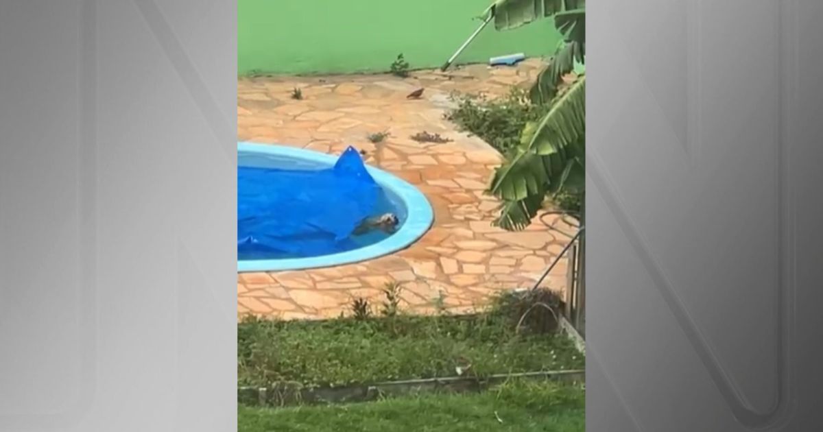 cachorro-cai-em-piscina-e-e-salvo-de-afogamento-por-bombeiros-em-mt