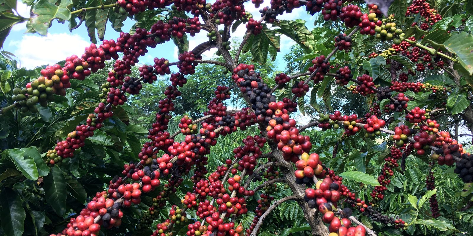 conab-preve-colheita-recorde-de-cafe-com-crescimento-de-17,1%-em-2026