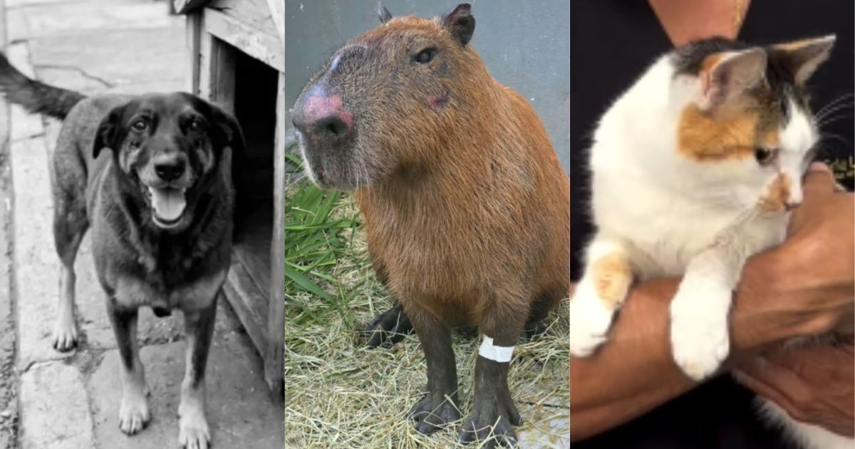 rio-tem-trimestre-recorde-de-denuncias-de-maus-tratos-a-animais