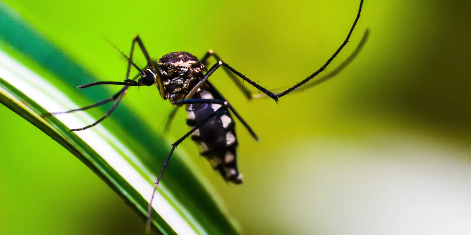 casos-de-dengue-no-brasil-caem-75%-em-2026