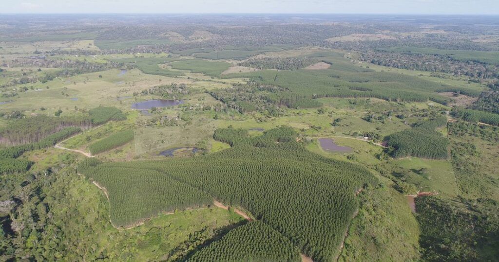 minas-gerais-reforca-protagonismo-na-agenda-climatica-em-evento-carbono