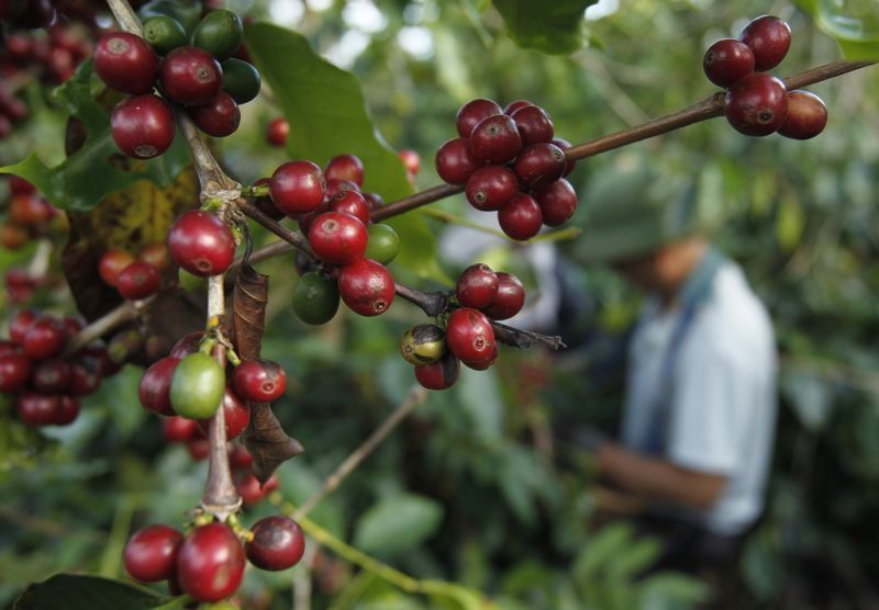 cafe-avanca-quase-5%-em-ny-com-atraso-da-colheita-no-brasil