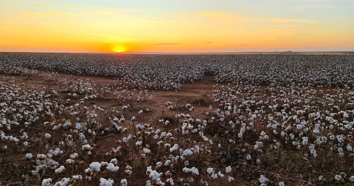 estimativa-de-produtividade-do-algodao-sobe-em-mato-grosso