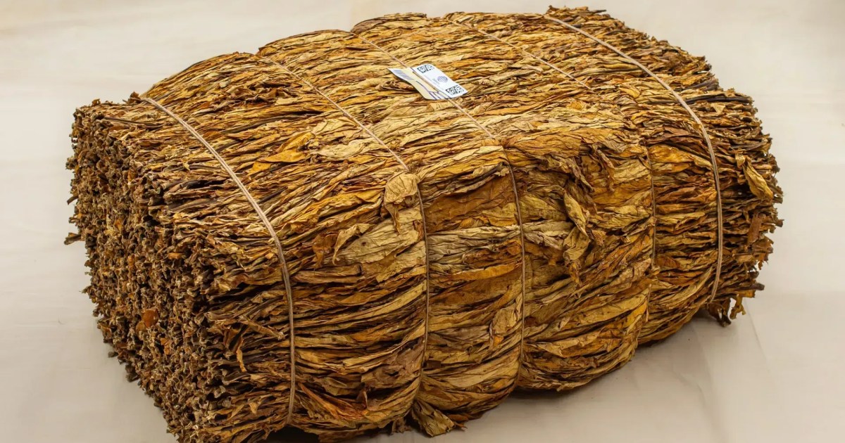 tabaco-brasileiro-reforca-acoes-para-exportacao-a-china