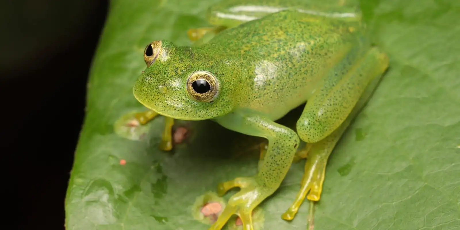 pesquisadores-descrevem-nova-especie-de-ra-de-vidro-no-cerrado